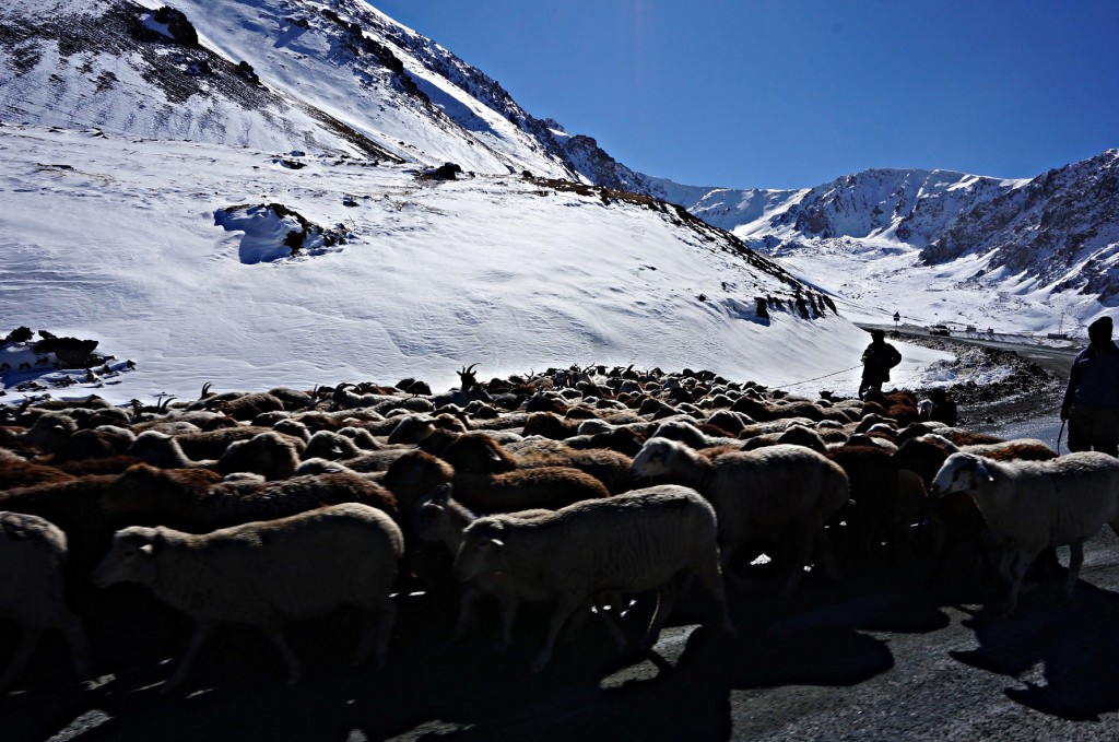 Pasterze blokujący droge