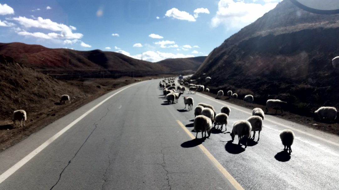 Owieczki na Tybetańskiej drodze