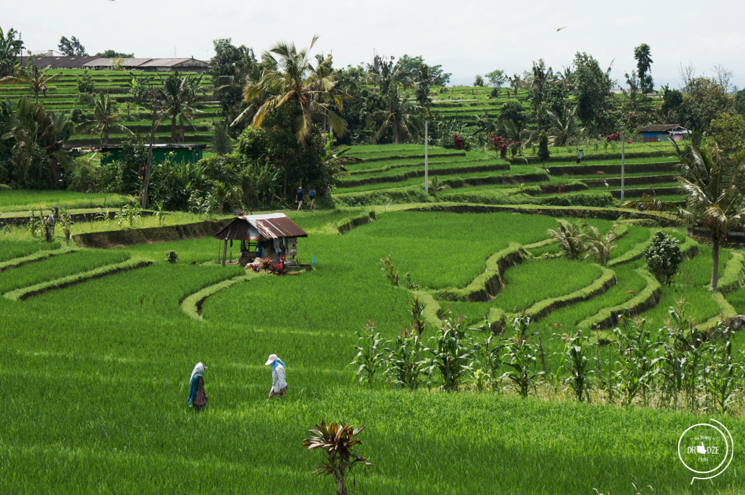 Bali – co warto zobaczyć. Tarasy ryżowe Jatiluwih