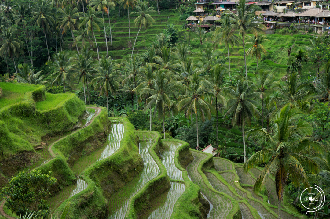 Bali – co warto zobaczyć. Tarasy ryżowe Tegalalang