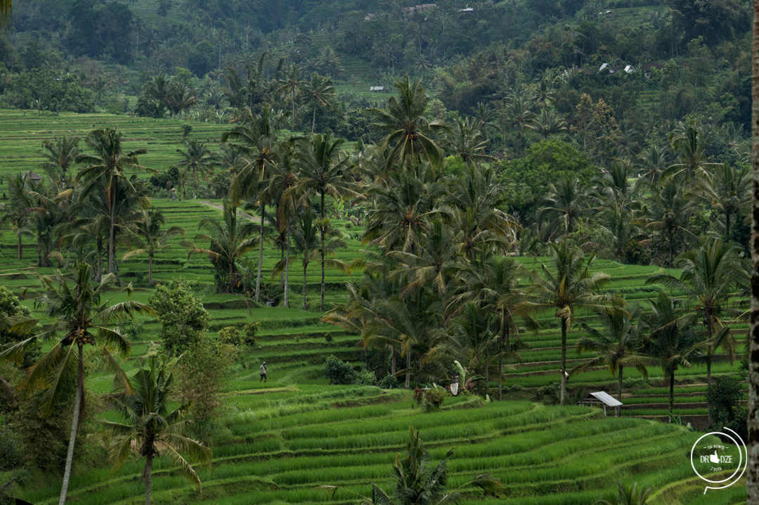 Bali – co warto zobaczyć. Tarasy ryżowe Jatiluwih