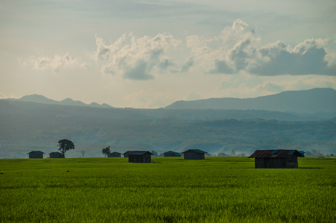 Uprawy ryżu w Indonezji - Na Nowej Drodze Życia