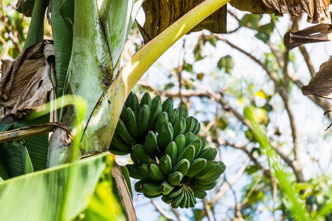 Banany na wyspie Flores w Indonezji