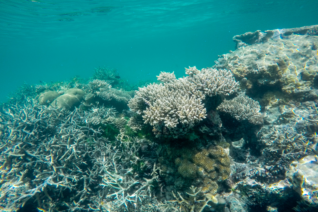 Karimunjawa w Indonezji - rafa koralowa