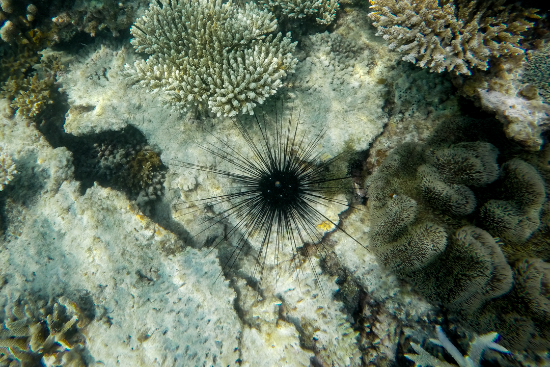 Rafa koralowa w Indonezji - KARIMUNJAWA